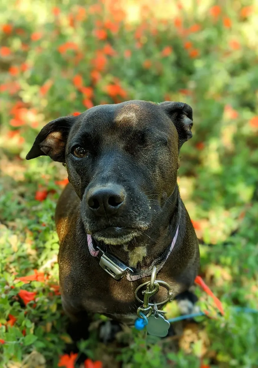 Como Tratar a Pele Seca nos Cotovelos do Cachorro: Um Guia Completo