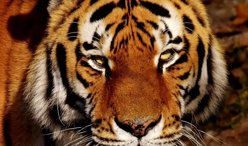 Como Tratar Diarreia em Gatinhos Recém-Nascidos: Um Guia Completo