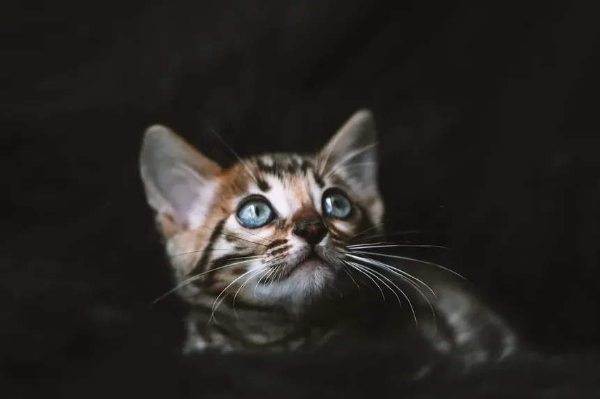 Como Tratar Diarreia em Gatinhos Recém-Nascidos: Um Guia Completo