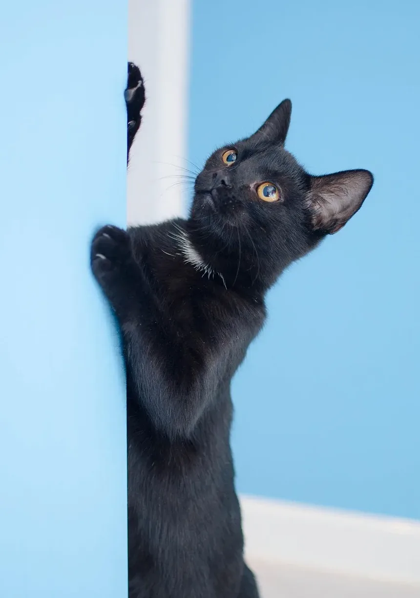 Como Tratar Pulgas em Gatinhos Recém-Nascidos: Um Guia Completo