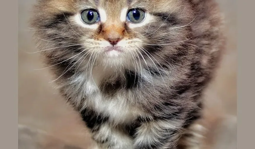 Como Tratar Pulgas em Gatinhos Recém-Nascidos: Um Guia Completo
