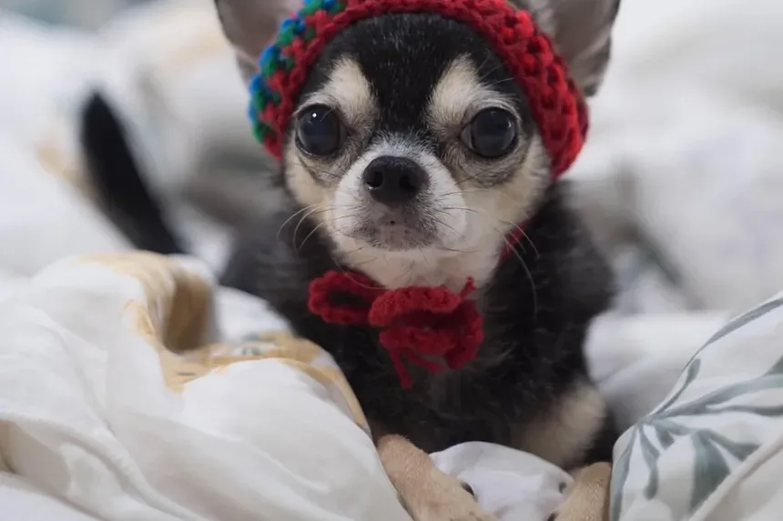 Como Tratar uma Torção na Perna do Cachorro em Casa: Um Guia Completo