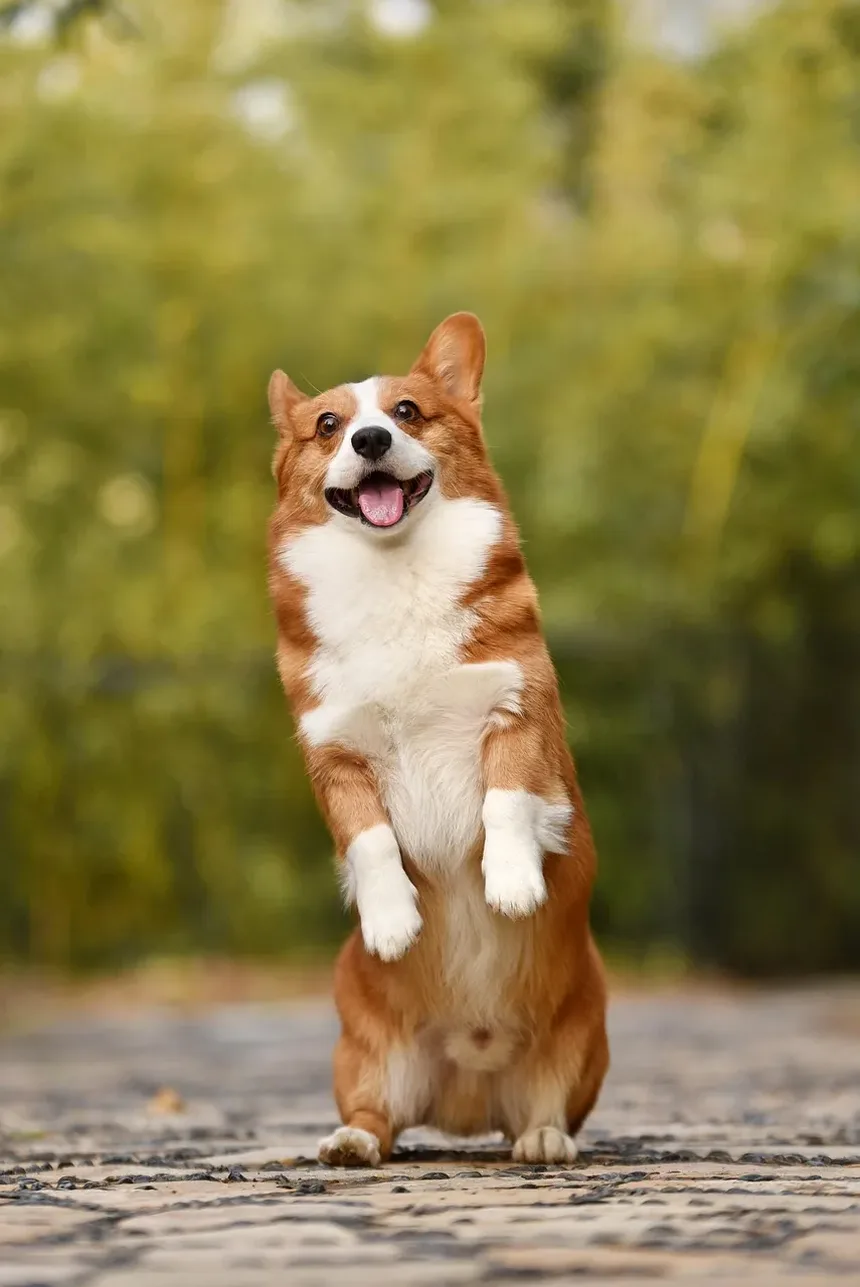 Como Saber Se Meu Cão Tem Parasitas?