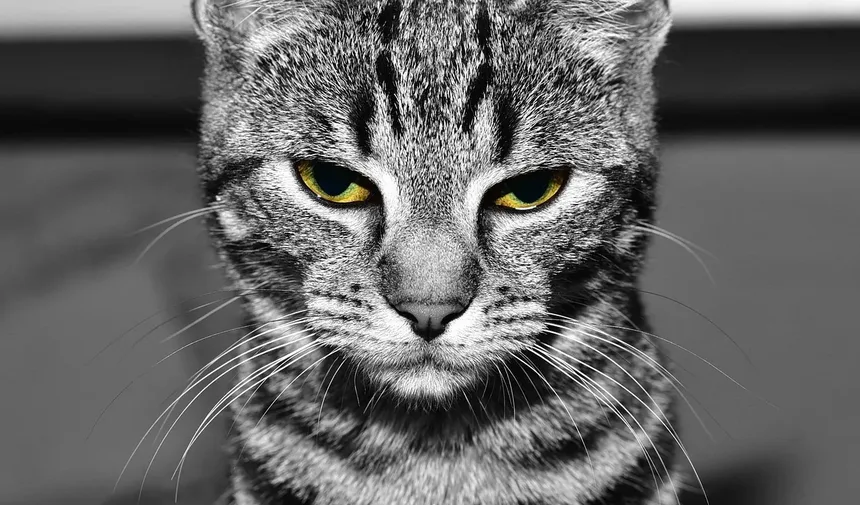 Com que frequência devo dar banho no meu gato Devon Rex?