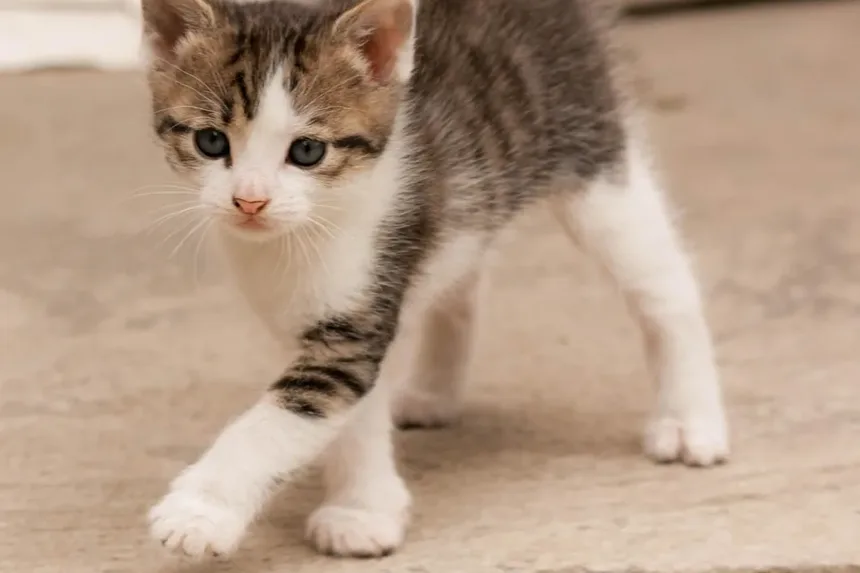Com que frequência devo dar banho no meu gato Devon Rex?