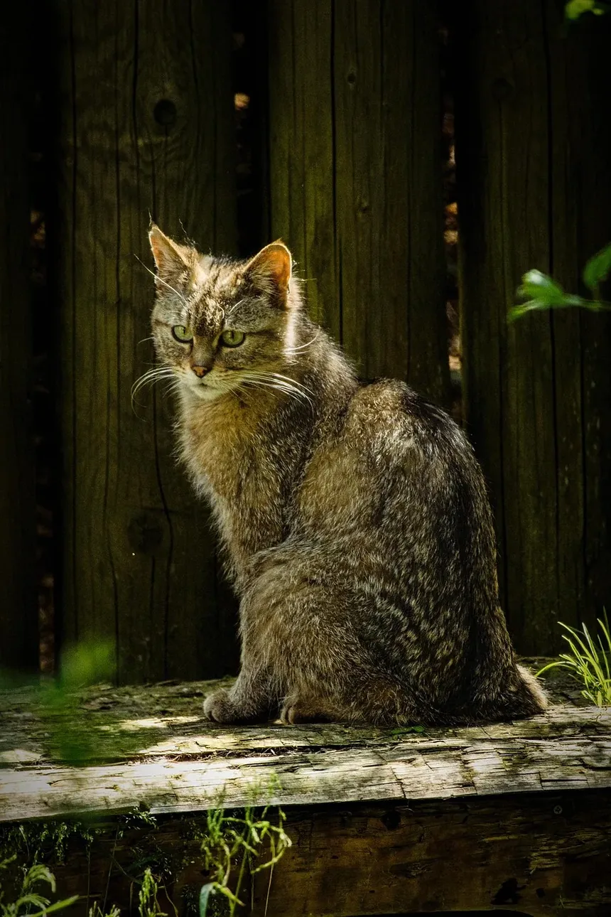 Como Identificar Parasitas em Gatos
