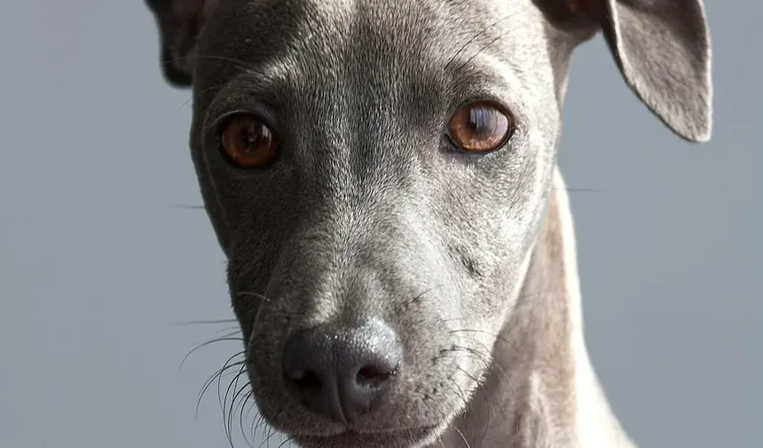 É Saudável para Cães Comerem Frutas e Legumes?