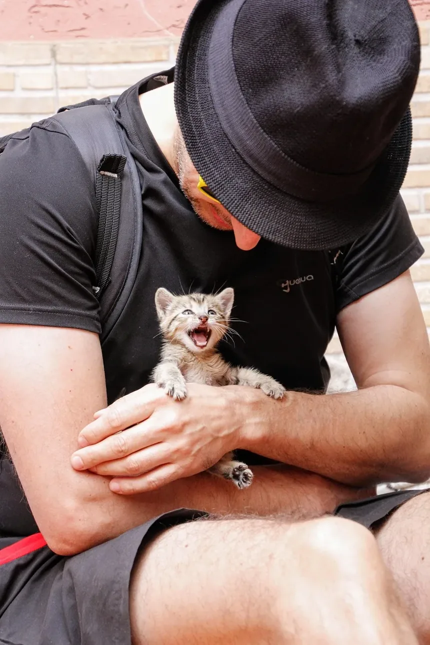 É Seguro Escovar um Gato Todos os Dias?