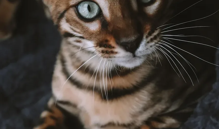 É Seguro Escovar um Gato Todos os Dias?