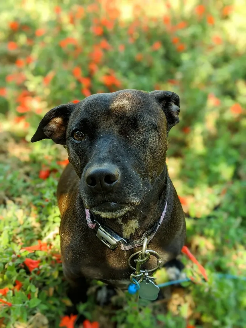 Existe um Spray Calmante para Cães? Um Guia Completo