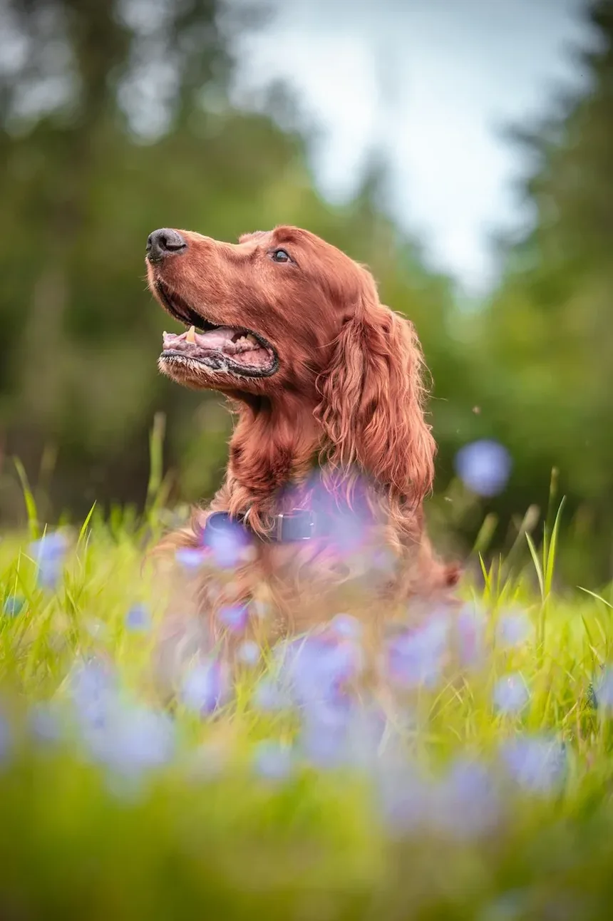 Causa Mais Comum de Alergias de Pele em Cães