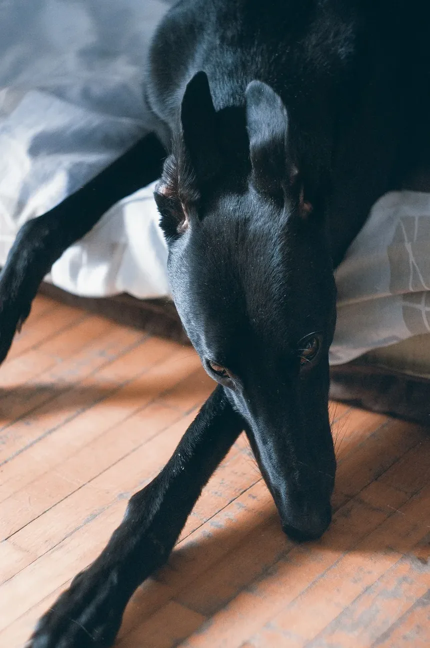 As Raças de Cães Mais Difíceis de Treinar: Um Guia Detalhado