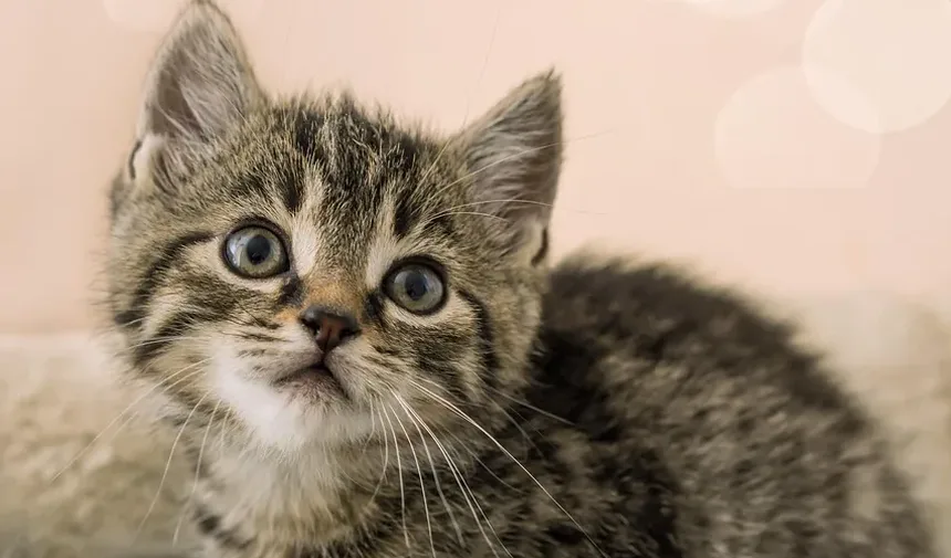 Remédios Naturais para Gatos com Dor: Estratégias Eficazes para Alívio