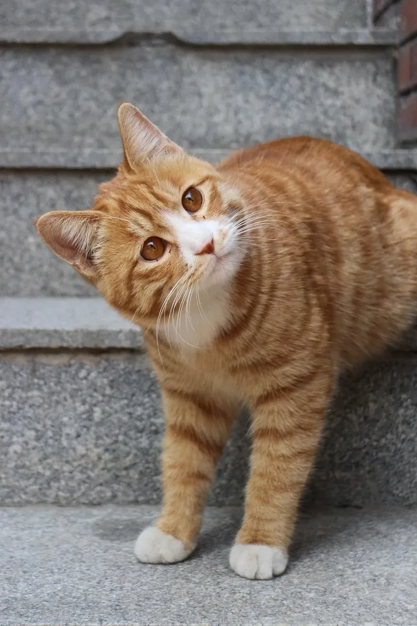 Remédios Naturais para Infecção Ocular em Gatinhos: Um Guia Completo
