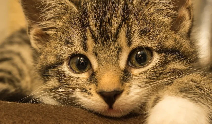 Remédios Naturais para Infecção Ocular em Gatinhos: Um Guia Completo