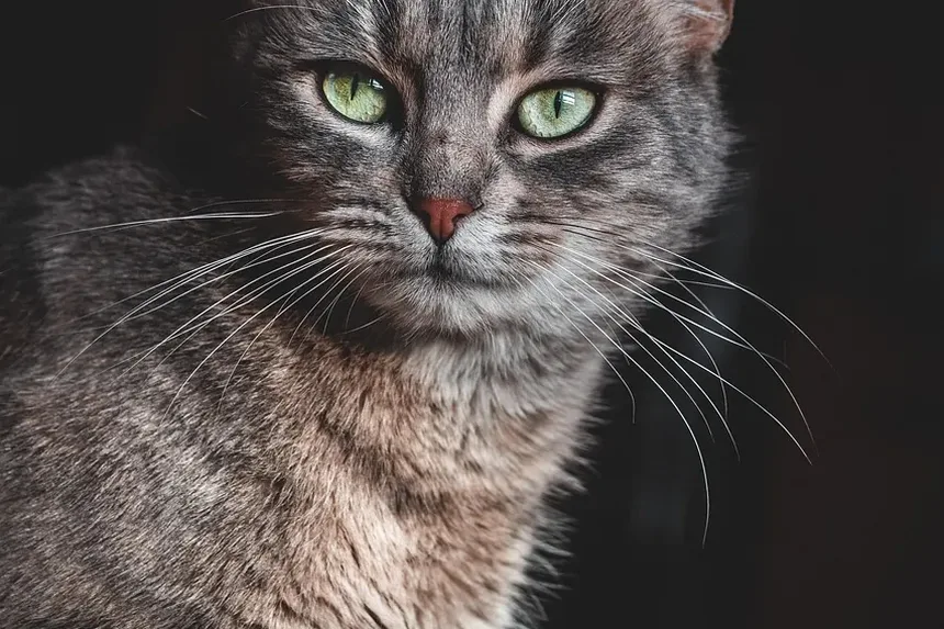 Remédios Naturais para Infecção Ocular em Gatinhos: Um Guia Completo