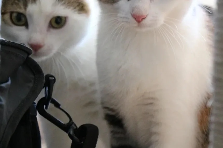 Remédios Naturais para Alergia a Caspa de Gato: Estratégias Eficazes para Alívio