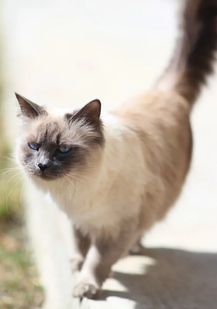 Cura Natural de Feridas em Gatos: Um Guia Completo