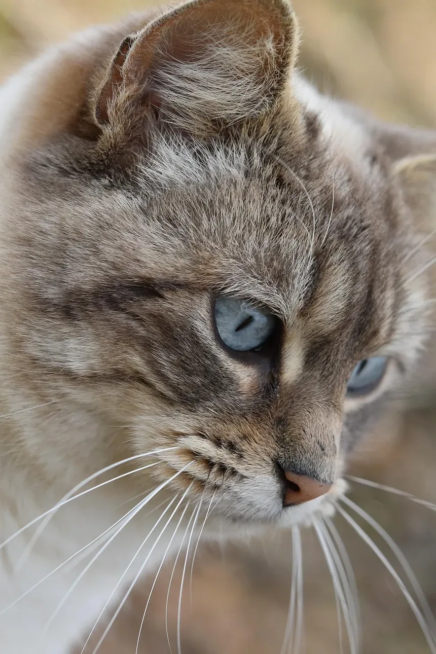Compreendendo as Mudanças de Personalidade em Gatos Idosos Após Cirurgia Dentária