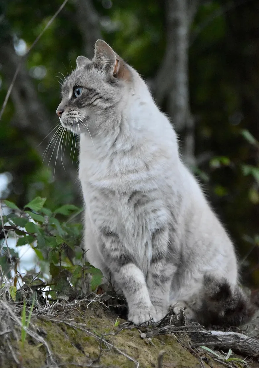 Compreendendo as Mudanças de Personalidade em Gatos Idosos Após Cirurgia Dentária
