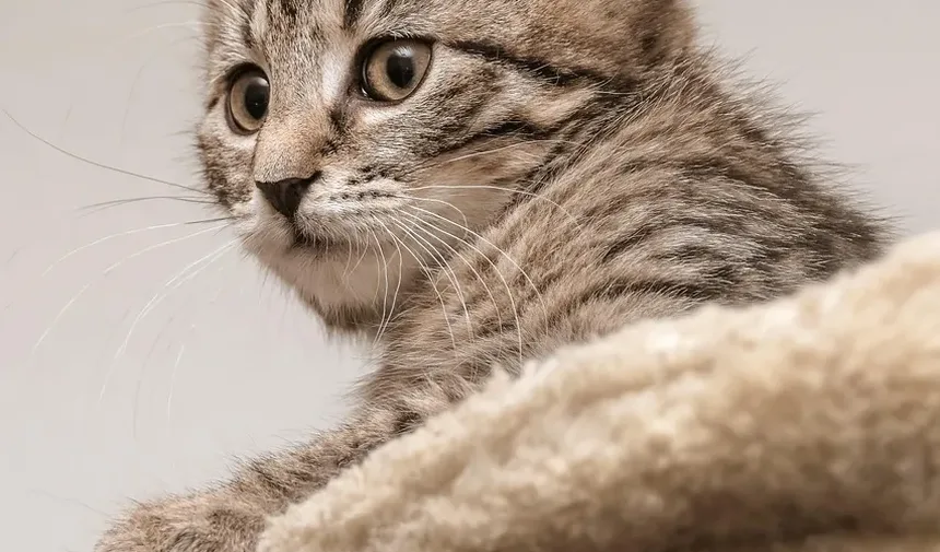 Compreendendo as Mudanças de Personalidade em Gatos Idosos Após Cirurgia Dentária