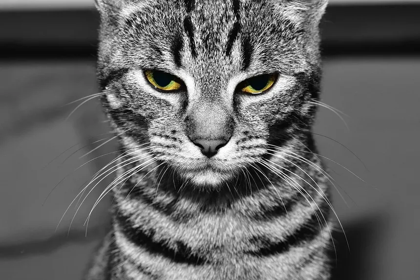 Compreendendo as Mudanças de Personalidade em Gatos Idosos Após Cirurgia Dentária
