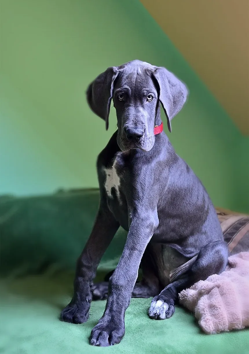 Prevenção de Hot Spots em Cães: Um Guia Completo