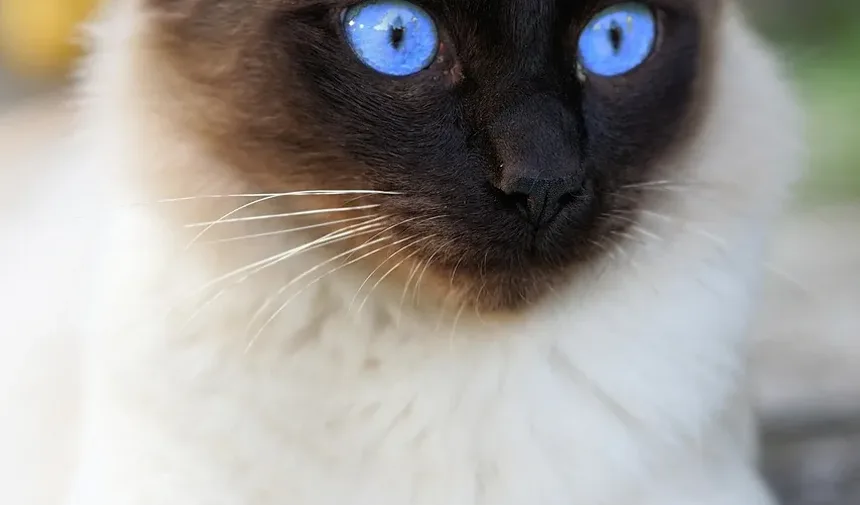 Problemas de Saúde da Raça Gato Ragdoll: Uma Visão Detalhada
