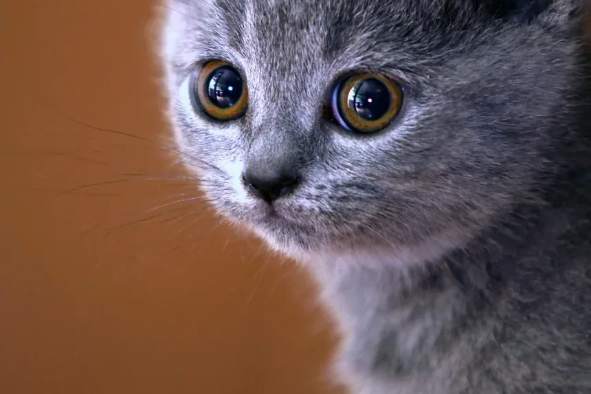 Problemas de Saúde da Raça Gato Ragdoll: Uma Visão Detalhada