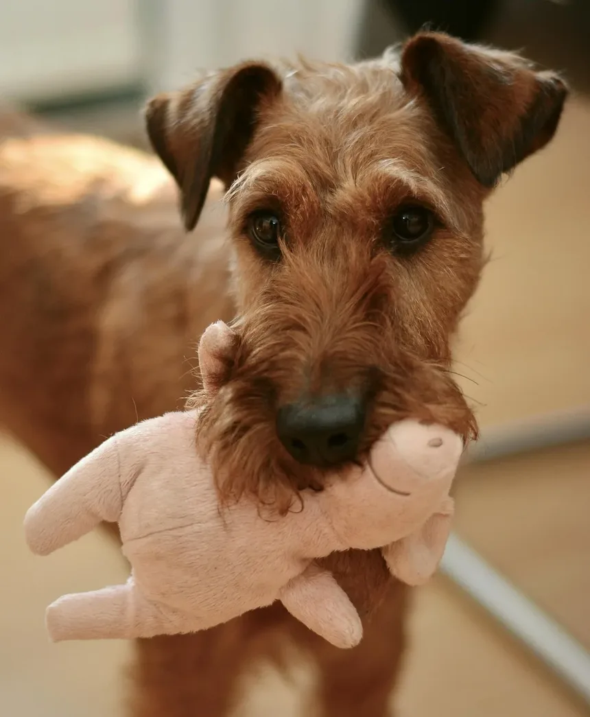 Melhores Raças de Cães Pequenos para Morar em Apartamento e Donos de Primeira Viagem