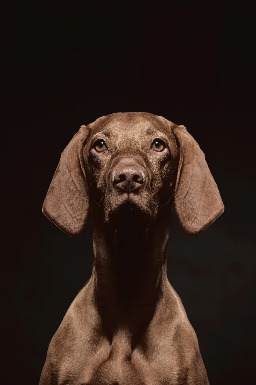 A Maneira Mais Segura de Transportar Seu Cão: Um Guia Completo