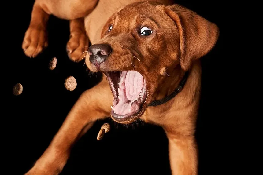 A Maneira Mais Segura de Transportar Seu Cão: Um Guia Completo