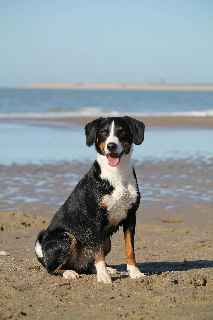 Devo Dar Vitaminas ao Meu Cão Todos os Dias?