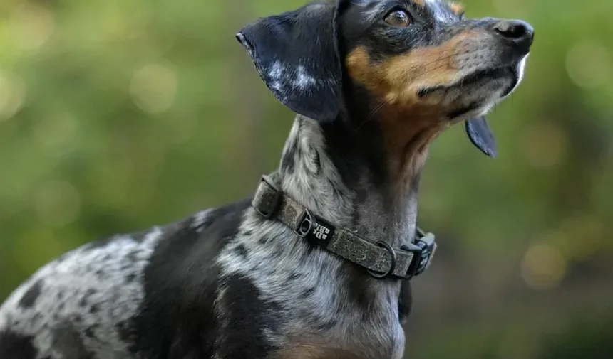 Sinais de Ansiedade em Cães Idosos: Compreendendo as Necessidades do Seu Pet Sênior