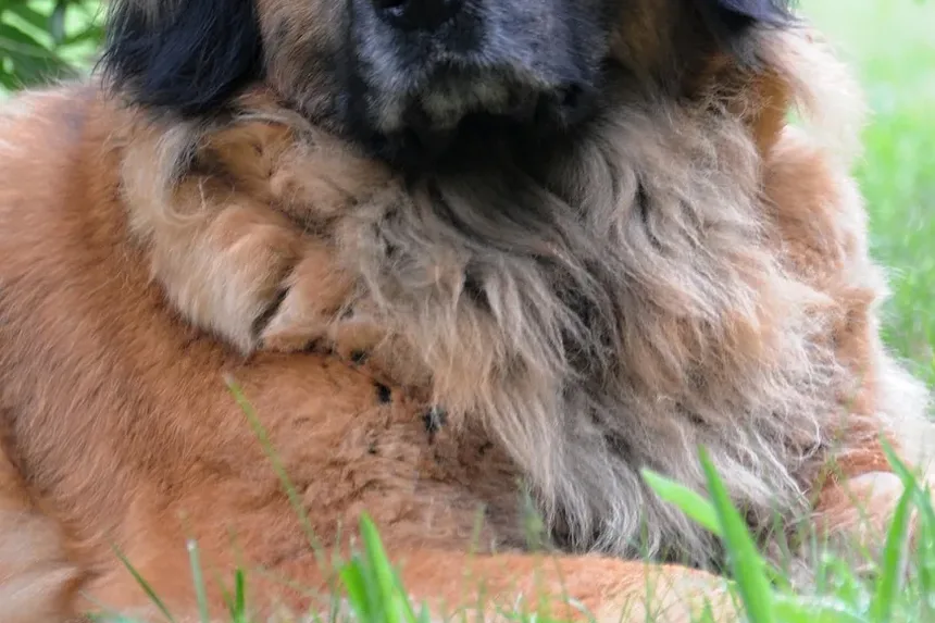 Sinais de Ansiedade em Cães Idosos: Compreendendo as Necessidades do Seu Pet Sênior