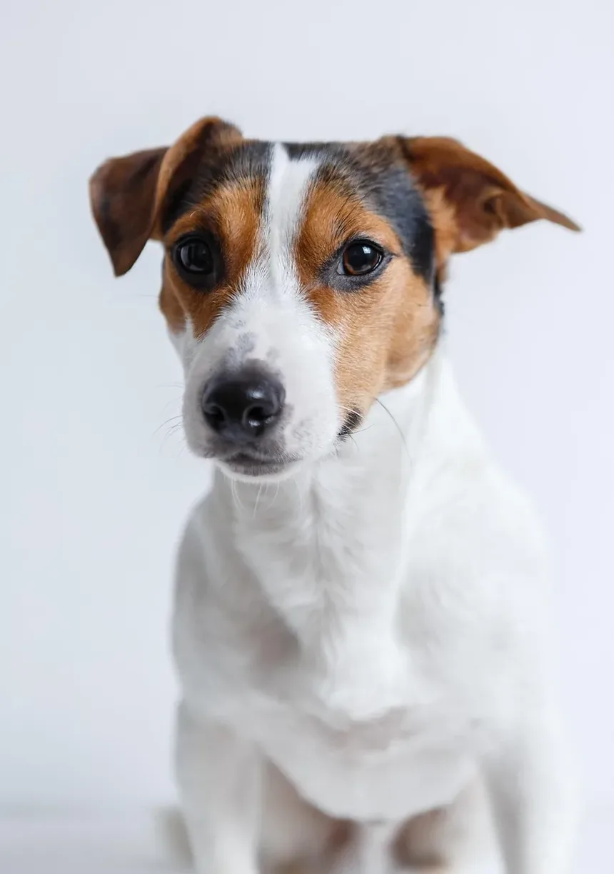 Sinais de Ansiedade de Apego em Cães: Compreendendo o Comportamento do Seu Pet