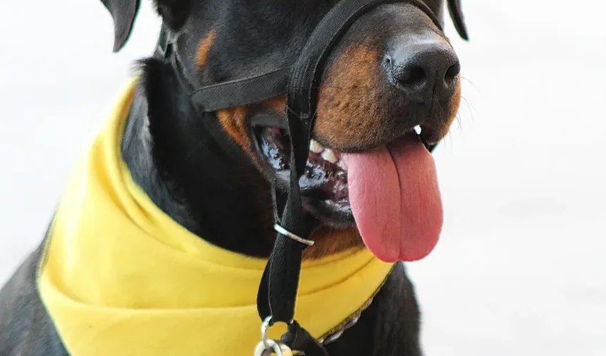 Sinais de Ansiedade de Apego em Cães: Compreendendo o Comportamento do Seu Pet