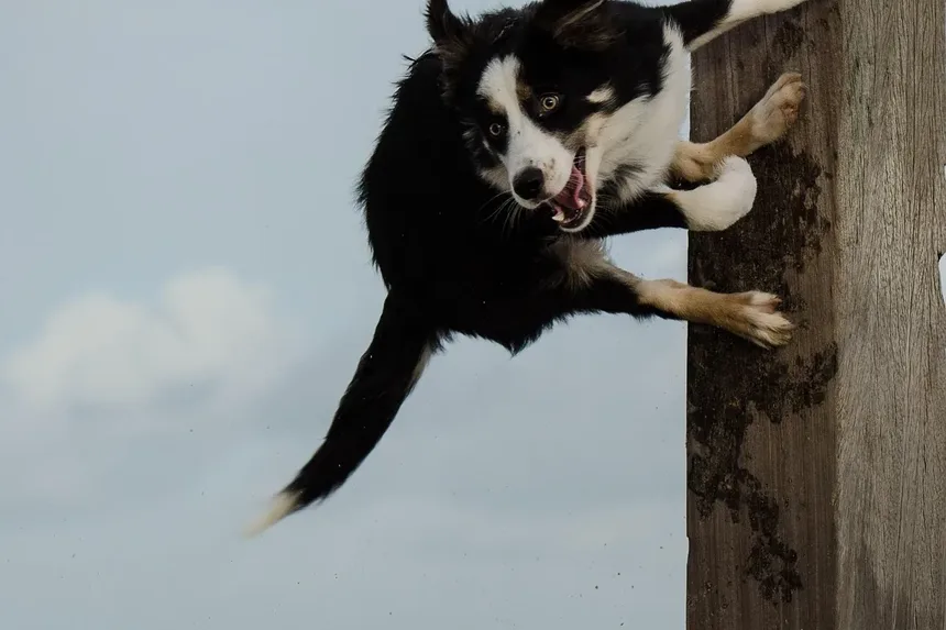 Sinais de Ansiedade de Apego em Cães: Compreendendo o Comportamento do Seu Pet