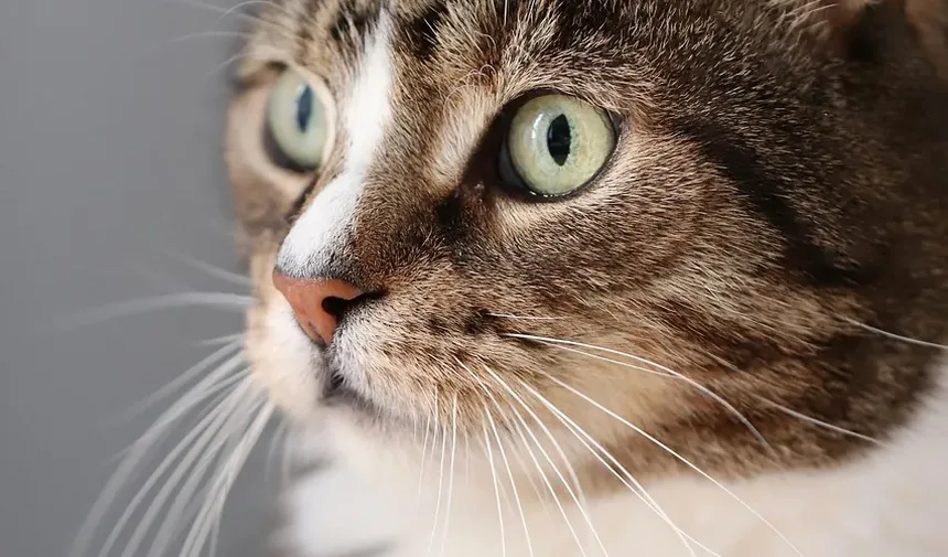 Sinais de Problemas Dentários em Gatos: Um Guia Completo para Donos de Animais