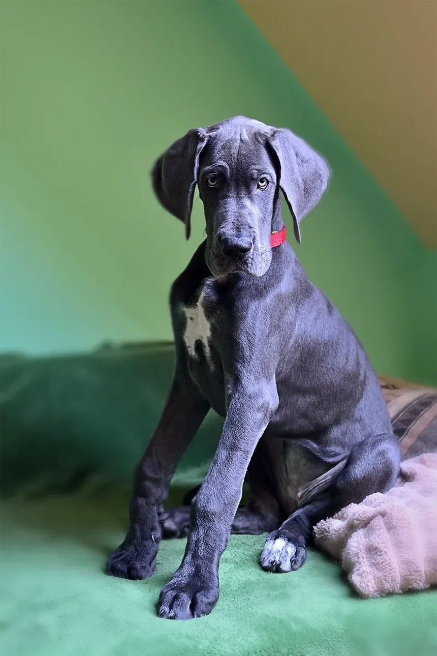 Sinais e Cronologia do Envenenamento por Chocolate em Cães: O Que Todo Dono de Cão Deve Saber