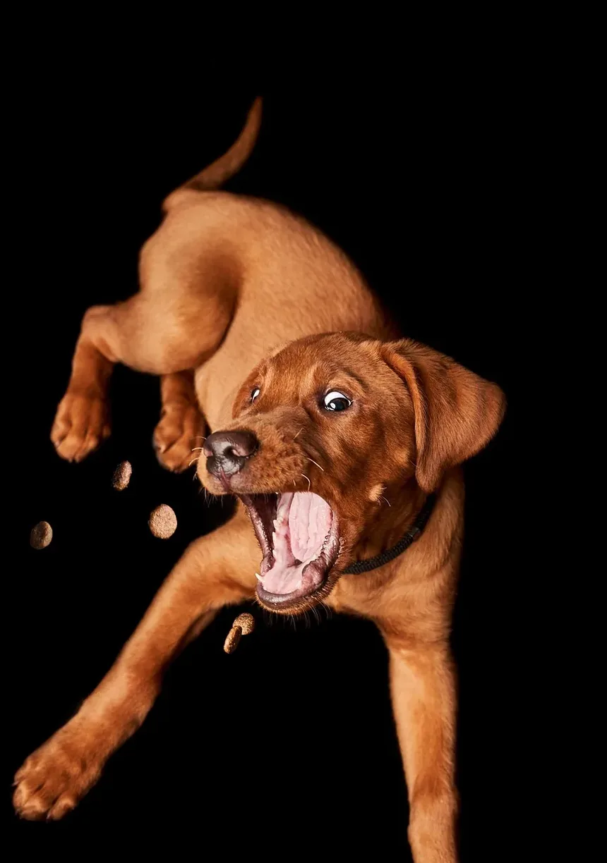 Sinais de Envenenamento por Chumbo em Cães: Reconhecendo os Sintomas e Tomando Medidas