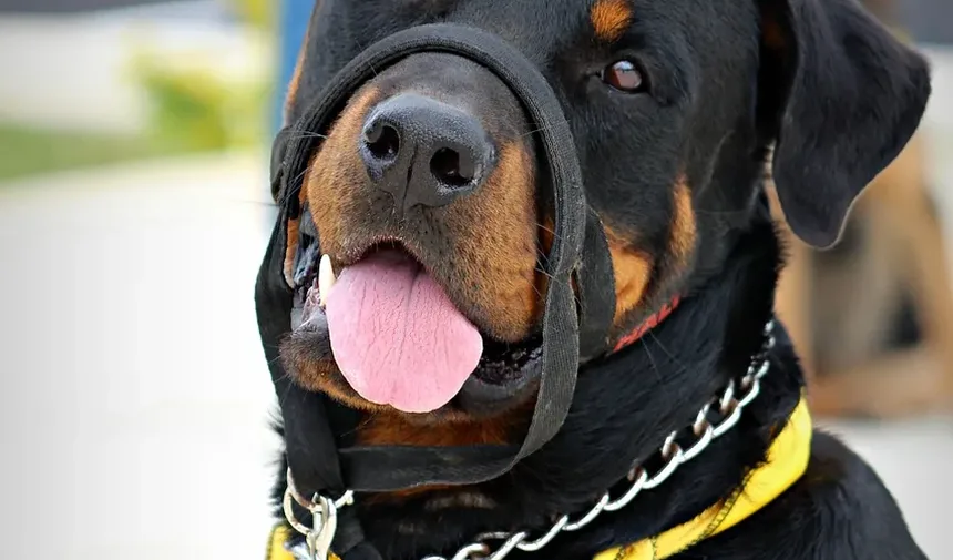 Sinais de Intoxicação por Uva-Passa em Cães: Reconhecendo os Sintomas e Agindo