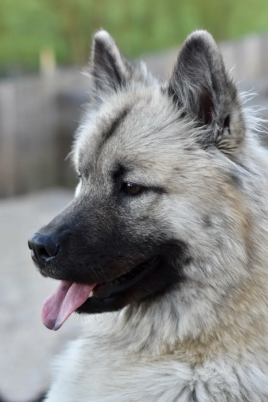 Sinais de Doença Gengival em Cães: Compreendendo os Sintomas e a Importância da Saúde Dental