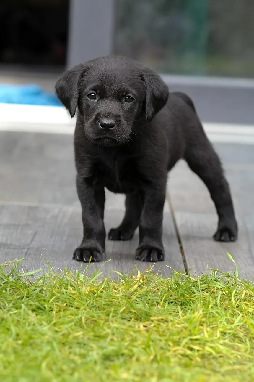 Sinais de Condições de Pele em Cães: Um Guia Completo