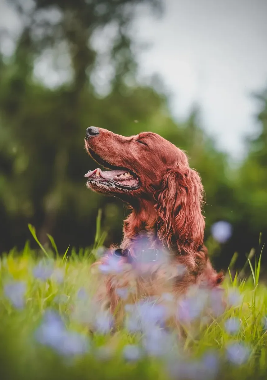 Sinais de Condições de Pele em Cães: Um Guia Completo