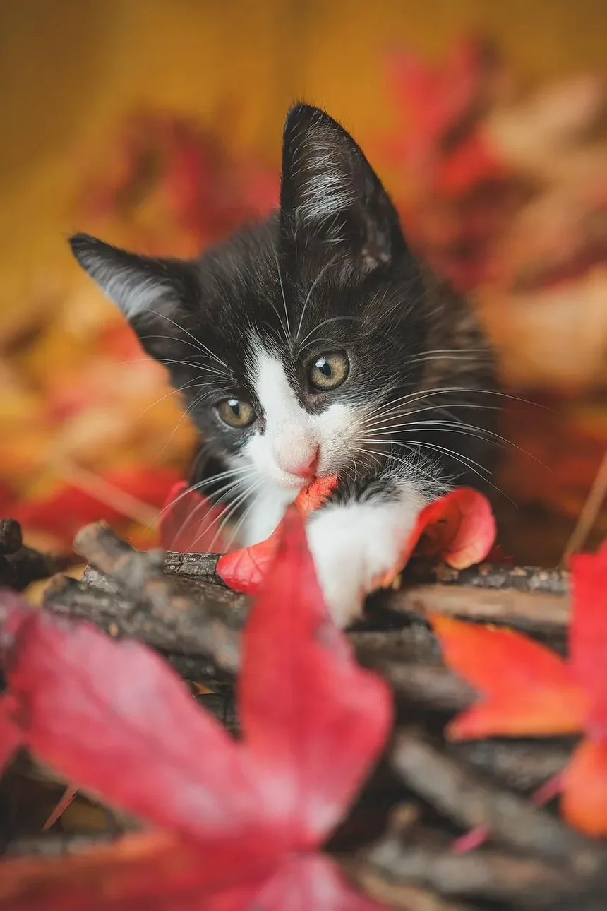 Sintomas do Envelhecimento em Gatos: Reconhecendo os Sinais e Garantindo Cuidados de Qualidade
