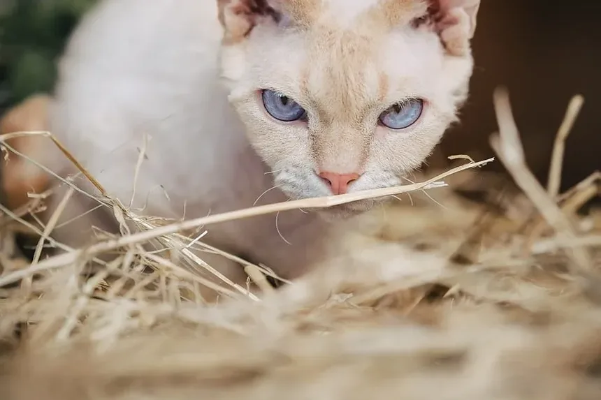 Sintomas do Envelhecimento em Gatos: Reconhecendo os Sinais e Garantindo Cuidados de Qualidade