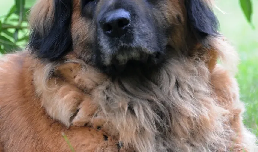 Sintomas de Ansiedade em Cães: Compreendendo e Identificando os Sinais