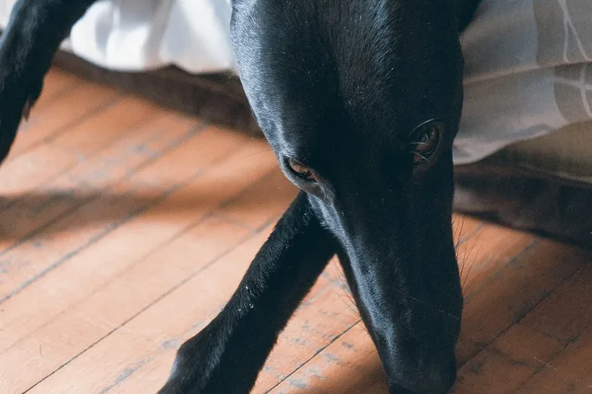 Sintomas de Ansiedade em Cães: Compreendendo e Identificando os Sinais