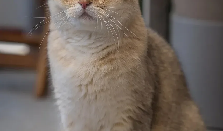Sintomas da Insuficiência Renal Crônica em Gatos: Um Guia Completo